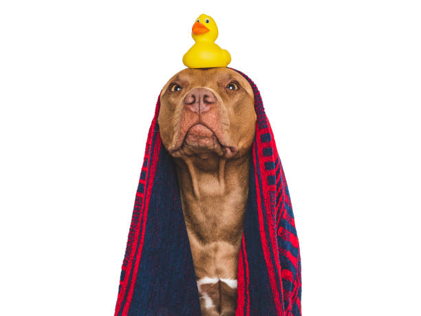 istock Cute dog, blue towel and yellow rubber duck 1692114839