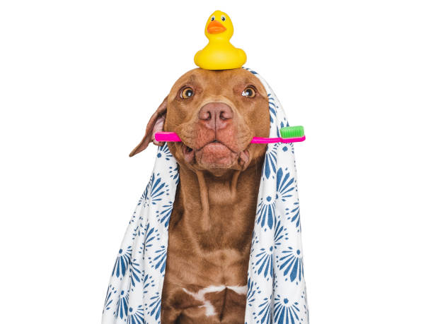 istock Cute dog, toothbrush and yellow rubber duck 1692114861