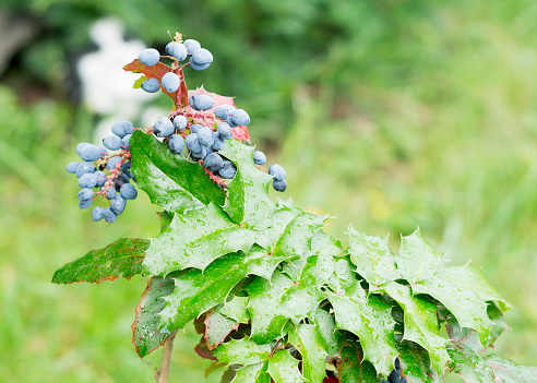 Mahonia aquifolium plant in family Berberidaceae