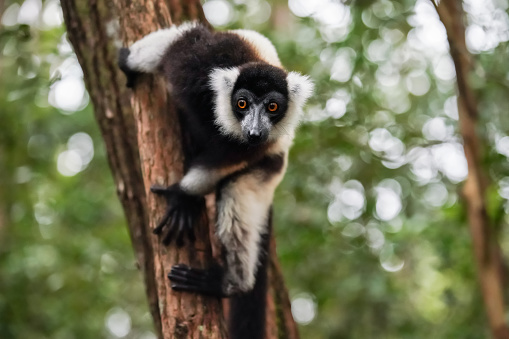 Black-and-white ruffed lemur - Varecia variegata - holding to a tree, looking into camera, blurred green forest background