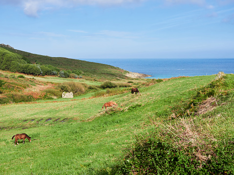 Horses grazing near Touriñan Cape, Muxia, Costa da Morte, Galicia, Spain. These cliffs are the westernmost coast of the Spanish peninsula