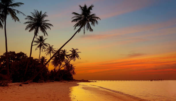 istock Banner Summer with colorful theme as palm trees background as texture frame background 1692127575