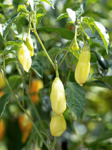 istock Aji habanero, a type of chili pepper 1692132166