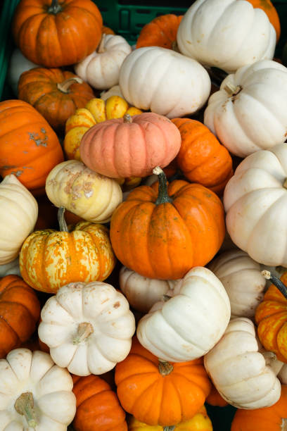 istock Orange and white colored ornamental gourds for sale 1692133280