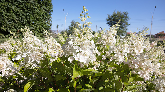 Hydrangea paniculata Vanille Fraise in the summer garden bush close up. Gorgeous white inflorescences. Beautiful floral background. Colorful nature abstract. Selective focus