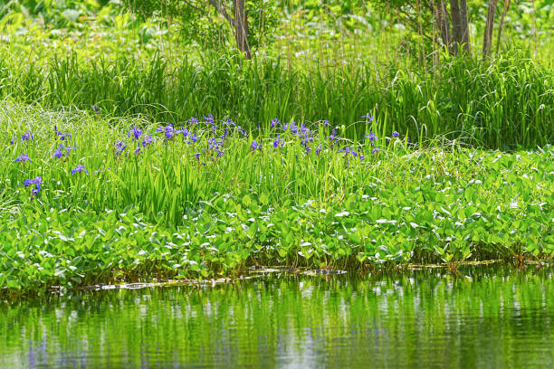 istock Minamihama wetland 1692148435