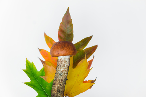 Edible mushroom Leccinum aurantiacum and bouquet of autumn color leaves. Collection of multicolored fallen autumn leaves isolated on white background. Autumn, fall, thanksgiving day concept.