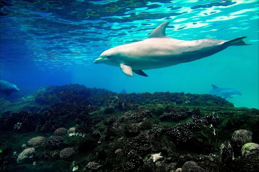 dolphin underwater on reef background looking at you