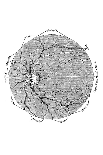The illumination pattern of the pigmented eye base
