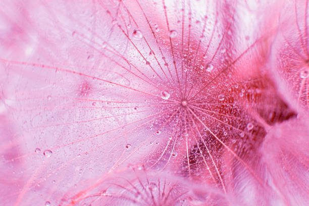 Pink background of fluffy Dandelion seed and raindrops macro shot.