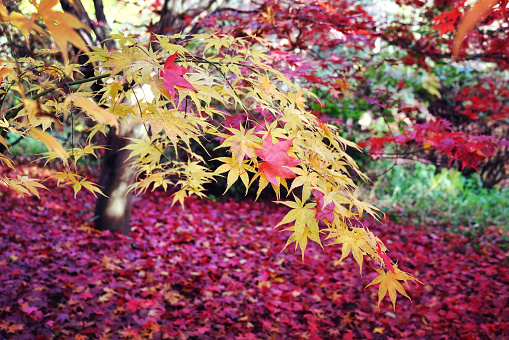 Acer palmatum, commonly known as Japanese acer or maple leaves of red and yellows colours during their autumn display, Surrey, UK