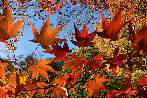 Acer palmatum, commonly known as Japanese acer or maple leaves of orange and red colours during their autumn display, Surrey, UK