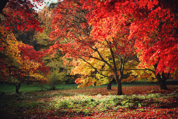 acer palmatum, powszechnie znany jako japońskie liście acer lub klonu w kolorach pomarańczowym i czerwonym podczas ich jesiennego pokazu, surrey, wielka brytania - maple tree tree autumn red zdjęcia i obrazy z banku zdjęć