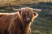 Yak cow portraits
