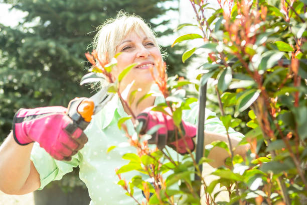 istock Gardener in the tree nursery 1692165794