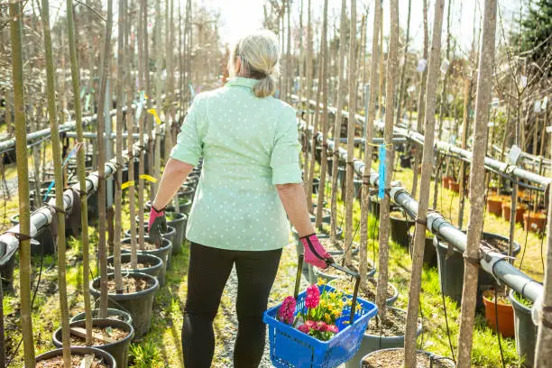 A mature woman gardener in a nursery among the trees in the pots.