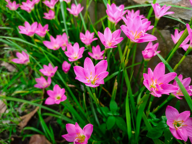 istock Pink rain lily (Fairy Lily, Zephyranthes rosea) flower spring ,summer,nature background. 1692174344