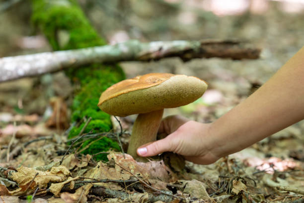 istock Close up hand picking big boletus mushroom in forest 1692177264