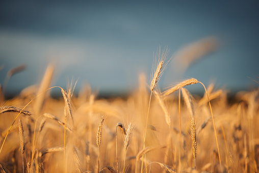 Beautiful evening in agricultural wheat field, warm evening sunlight