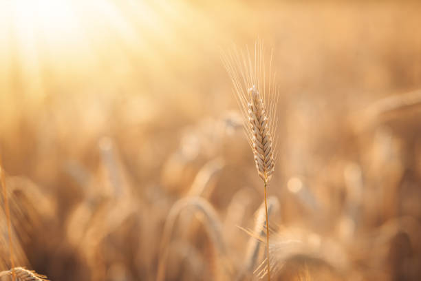 istock Ear of wheat with rays of bright setting sun on the background 1692177320