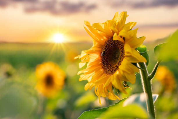istock Close up of blooming sunflower with setting sun on background 1692177323