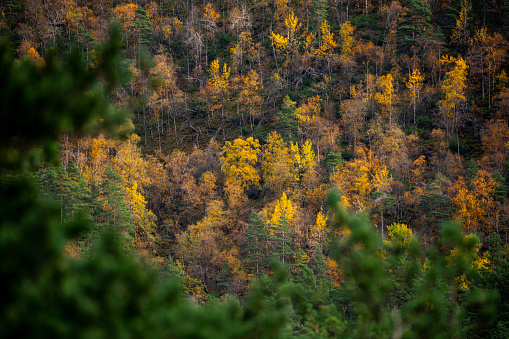 Forest ecosystem: outdoors in forest  during autumn