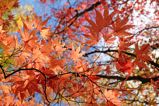 Bright and colourful red and yellow Japanese maple leaves of the Acer palmatum, during the autumn display, Surrey, UK