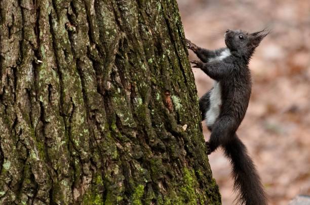 istock Sciurus vulgaris european squirrel (black form) is climbing up the tree. 1692183686