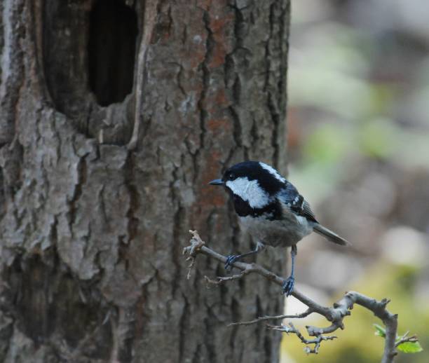 istock Periparus ater aka coal tit bird is guarding his nest (hole in the tree) in springtime. 1692184978