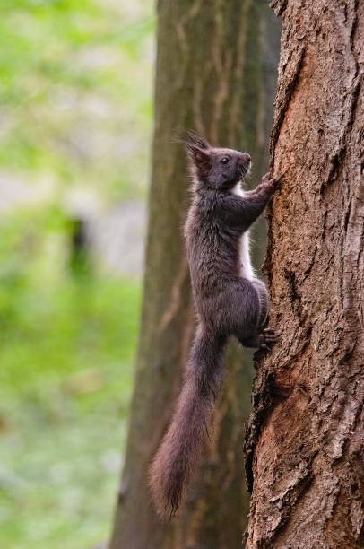 istock Sciurus vulgaris european squirrel (black form) is climbing up the tree. 1692184996