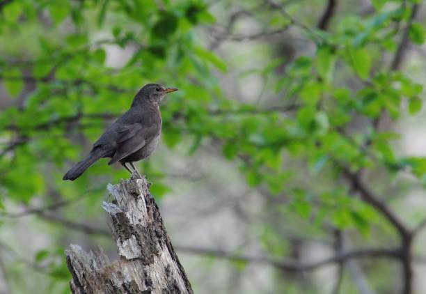 istock Eurasian blackbird aka turdus merula is guarding his territory in springtime. 1692185005