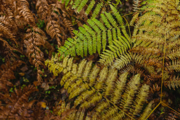 Forest ecosystem: outdoors in forest and ferns during autumn leaf foliage