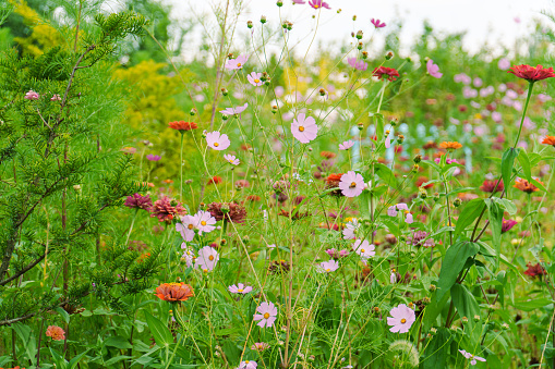 Garden Cosmos Flower