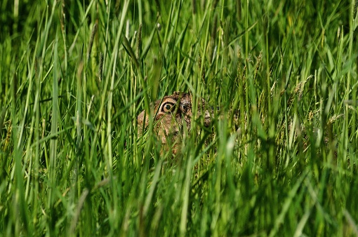 Very expanded hare in Czech republic.