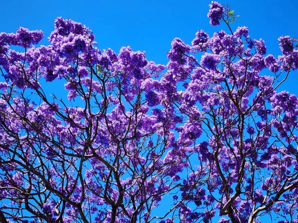 istock Beautiful dense large purple blossoms 1692197044