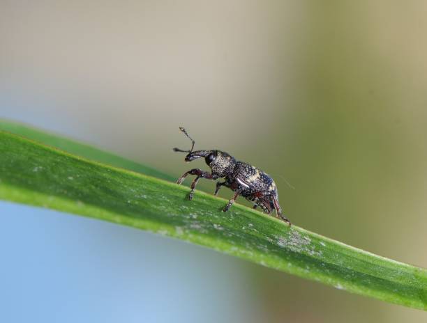 istock Bug crossing grass straw. Hylobius abietis vermin insect beetle from Czech republic captured above the pond near to mixed forrest. Curculionidae 1692197638