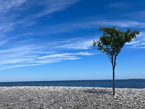 A small rowan tree at a stone beach at the island of Gotland in the baltic see.