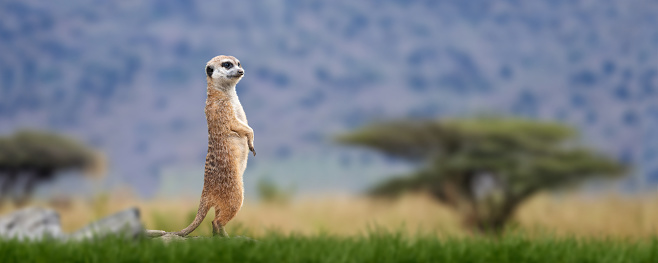Meerkat standing looking for something.  Suricata suricatta wild predators in natural environment. Wildlife scene from nature