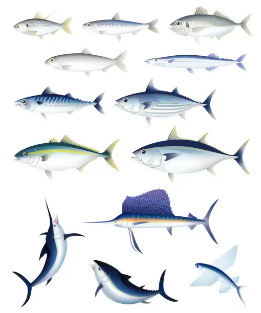 Vector illustration of The set of blue-backed fish isolated on white background