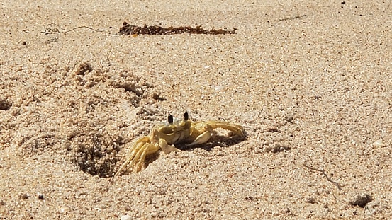 Red ghost crabs or ocypode macrocera coming out of its sandy burrows to feed on an animal carcass on sandy beach or tidal zones. It has white eye and bright red body.