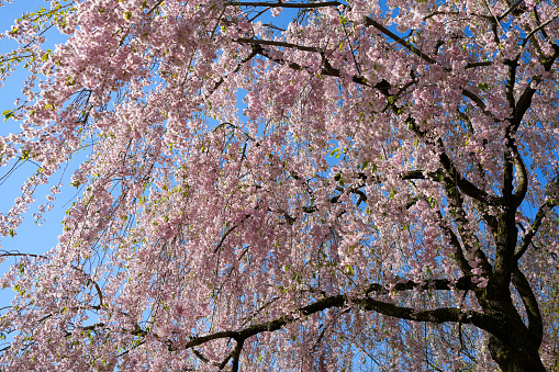 Weeping cherry blossoms in full bloom and bright blue sky in Hirosaki City, Aomori Prefecture