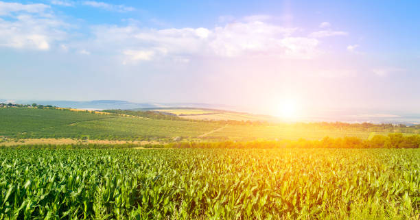 istock Green corn field and a bright sun rise. Wide photo. 1692223806