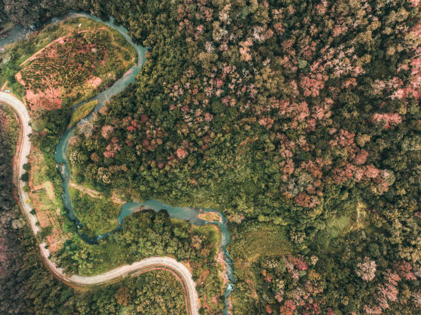 дорога в джунглях разноцветных деревьев вдоль реки - copy space road sign sky above стоковые фото и изображения