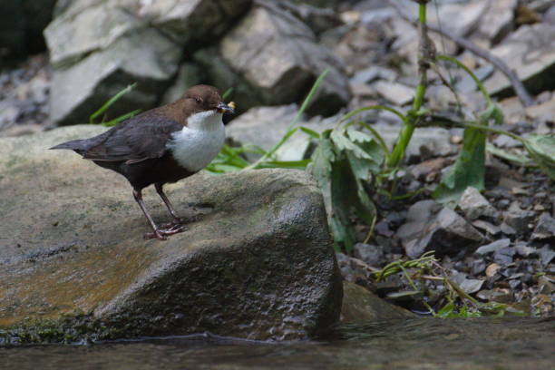 Cinclus cinclus aka White-throated dipper. Very rare water bird on her habitat on Becva river in Roznov pod Radhostem. Czech republic nature. cinclidae stock pictures, royalty-free photos & images