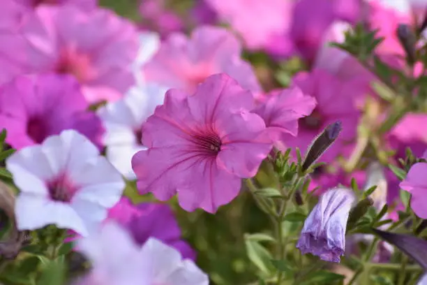 Beautiful purple Petunias bloom in the park alley, their delicate petals and leaves shimmer in the sun