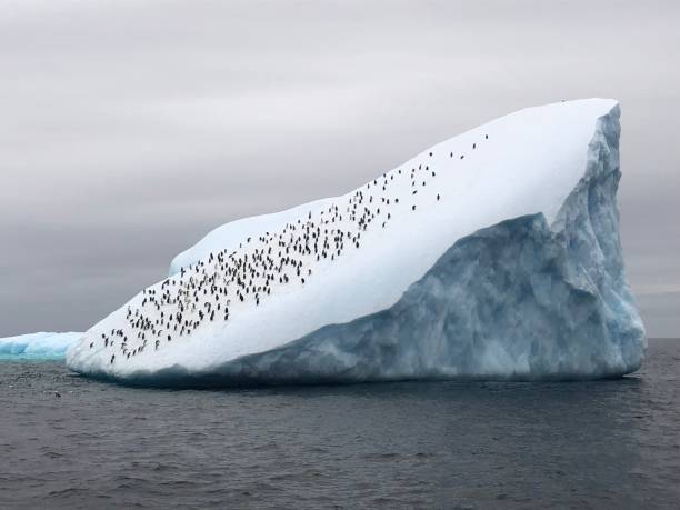 Penguins on iceberg in Antarctica Penguins standing on iceberg in antarctica antarctica travel stock pictures, royalty-free photos & images