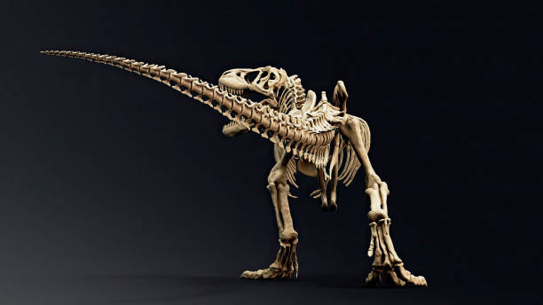 istock Trannosaurus Rex Sue Skeleton render of background. 3d rendering 1692234858