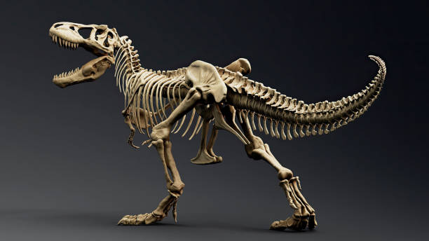 istock Trannosaurus Rex Sue Skeleton render of background. 3d rendering 1692234864