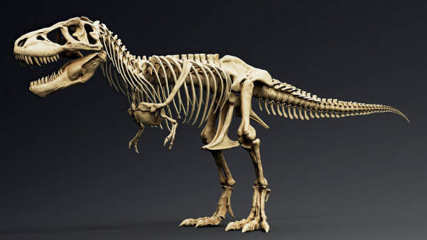 istock Trannosaurus Rex Sue Skeleton render of background. 3d rendering 1692234865