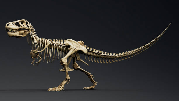 istock Trannosaurus Rex Sue Skeleton render of background. 3d rendering 1692234893